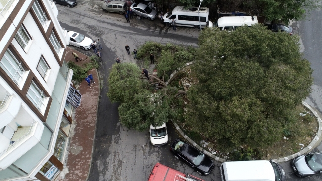 Bahçelievler'de ağacın devrilme anı kamerada